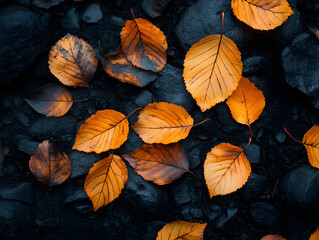 Fototapeta premium Fallen autumn leaves on rocks with gold orange and brown colors for a natural earthy toned scene