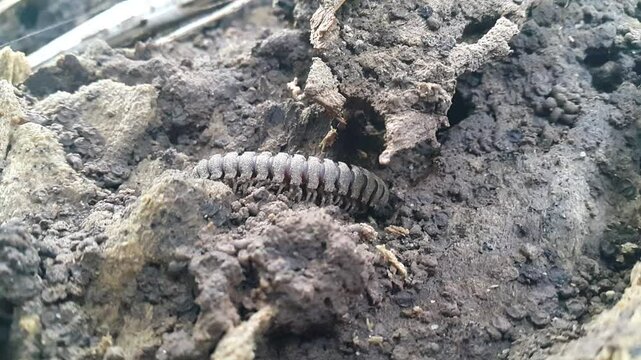 Aesthetic 4k footage, Coromus vittatus vittatus (Epanerchodus) camouflaged on the ground. Perfect for documentaries in tropical rainforests and World Wildlife Conservation Day on December 4th.