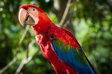 Macaws in trees
