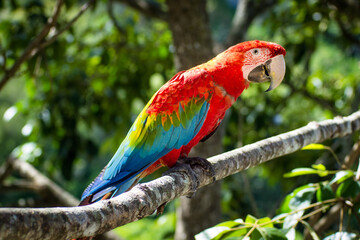 Macaws in trees