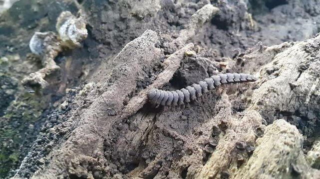 View of Polydesmida (Coromus vittatus vittatus) walking foraging on rotten tree roots. 4k footage focused on the foreground. Perfect for a mountain documentary.