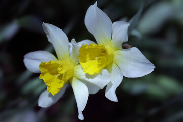 Colorful blossom in spring garden