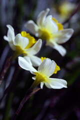 Fototapeta premium Colorful blossom in spring garden