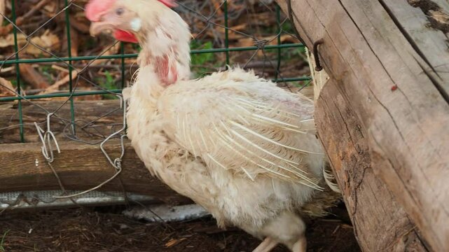 White domestic chickens molt outside