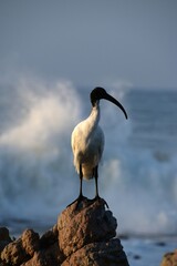 Group of african sacred ibis threskiornis aethiopicus Birds Perched on Rocky ocean Shoreline during sunset