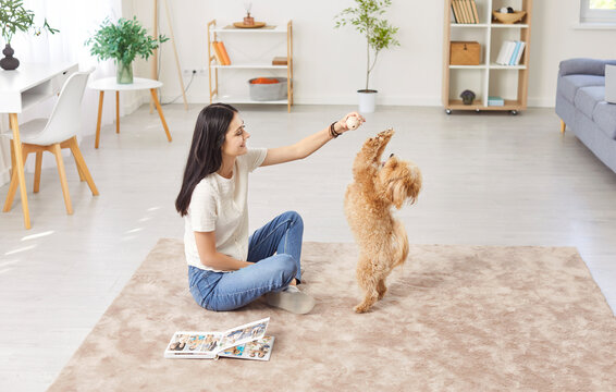 Woman sits on the floor at home, training or playing with dog using a toy. The pet owner enjoys spending quality time with animal friend, engaging in fun and interactive activities. - Powered by Adobe