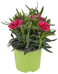 Pink flowers, sharp, pointed leaves cut out isolated transparent background