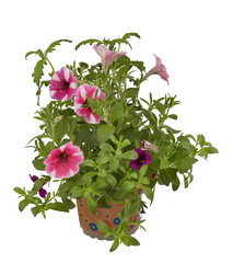 small bouquet of pink flowers in a pot to decorate the garden cut out isolated transparent background