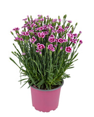 Butterfly flower blooms, small leaves in a pot, garden decoration cut out isolated transparent background