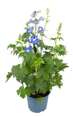small bouquet of purple flowers in a pot to decorate the garden cut out isolated transparent background