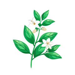 Lemon Blossom with Green Leaves Vector Illustration