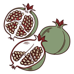 Pomegranate Fruit Vector with Green Skin and Seeds