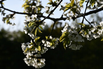 Branches de cerisier