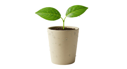 Isolated Young Sprout in a White Ceramic Pot with Water Droplets