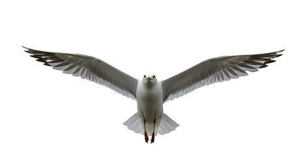 Seagull in flight black background