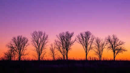 Fototapeta premium Silhouette of trees against vibrant sunset sky in peaceful rural landscape