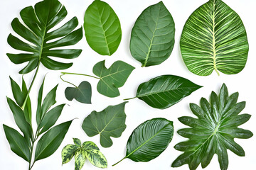 Fototapeta premium Collection of Lush Green Tropical Leaves Isolated on White