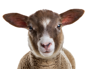 Young sheep looking at camera isolated on transparent background