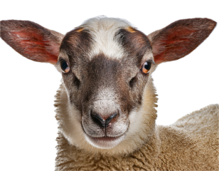 Young sheep looking at camera isolated on transparent background