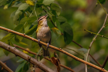 A small songbird perched on a thorny branch, doing its thing