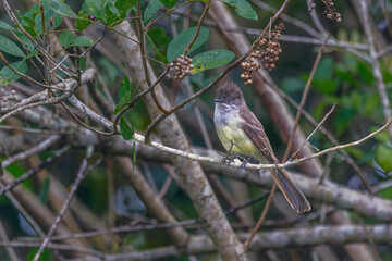 A crested bird perched on a bare branch, quietly observing its surroundings