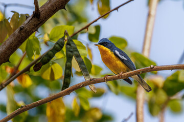 A tiny, colorful bird perched on a thorny branch