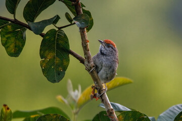 A red-headed bird perched on the branch of a guava tree, scanning the surroundings