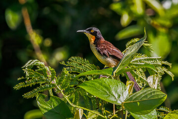 A yellow-eyed bird perched on the top of a tree on a bright, sunny day