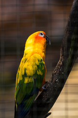 Sun Conure parrot in the zoo