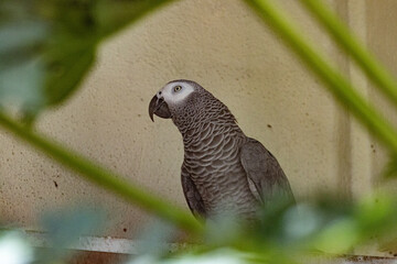 Grey parrot perching on a branch