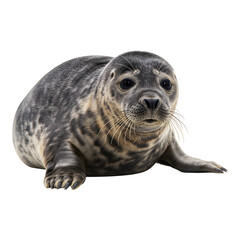 Spotted seal laying on the ground with curious expression and rounded body