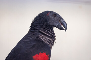 Close up Portrat of a Pesquet's parrot in a Zoo
