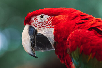 Fototapeta premium Close up Portrait Red and green macaw Bird in a Zoo 