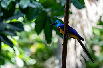 Golden-breasted starling on a branch with plants and rocks behind it.