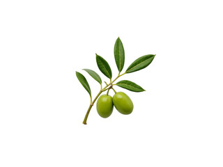 Green Olives on Branch: High-Quality Image of Olive Branch with Leaves and Fruits transparent...