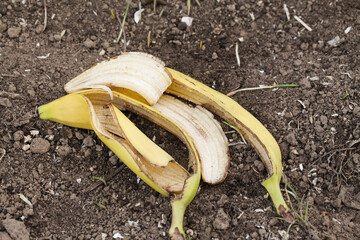 Domestic Compost with Food Waste, Banana peels on dirt, great composting ingredient