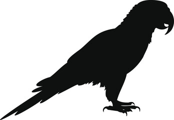 African Grey Parrot silhouette illustration