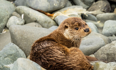 Otter, (Lutra Lutra), Large male Eurasian Otter curled up on pebble beach, Isle of Mull, Scotland. ...