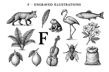 Engraved illustrations showcasing diverse flora and fauna depicting nature's harmony with artistry and creativity during an artistic endeavor