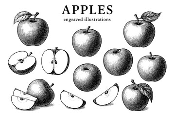 Engraved illustrations of apples showcasing varieties and details in a vintage style for fruit enthusiasts