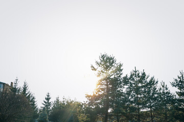 Sunlight shining through pine trees in a peaceful forest landscape, captured against a bright sky during early morning or late afternoon