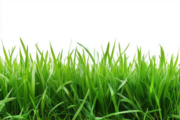 Obraz premium green grass isolated on white background