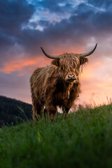 epic scottish highland cattle during a spring sunset in Emmental, Switzerland
