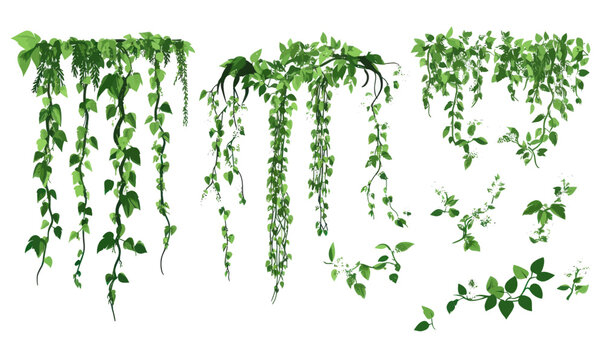 Minimalist Tropical Jungle Creeper Vines and Foliage Vector Illustration Set