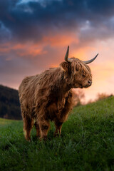 epic scottish highland cattle during a spring sunset in Emmental, Switzerland