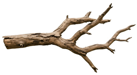 Fototapeta premium Weathered driftwood branch