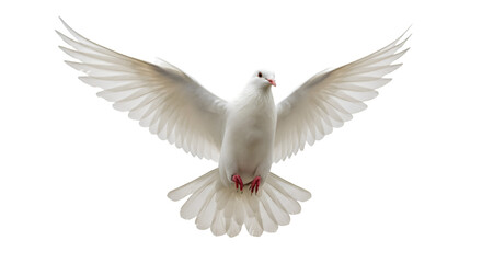 Fototapeta premium White dove flying against black background