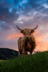 epic scottish highland cattle during a spring sunset in Emmental, Switzerland
