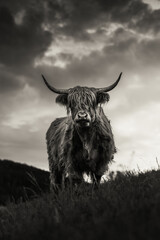 portait of an epic scottish highland cattle during a spring sunset in Emmental, Switzerland in black and white
