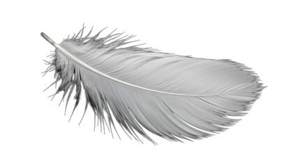 Fototapeta premium White feather macro photography